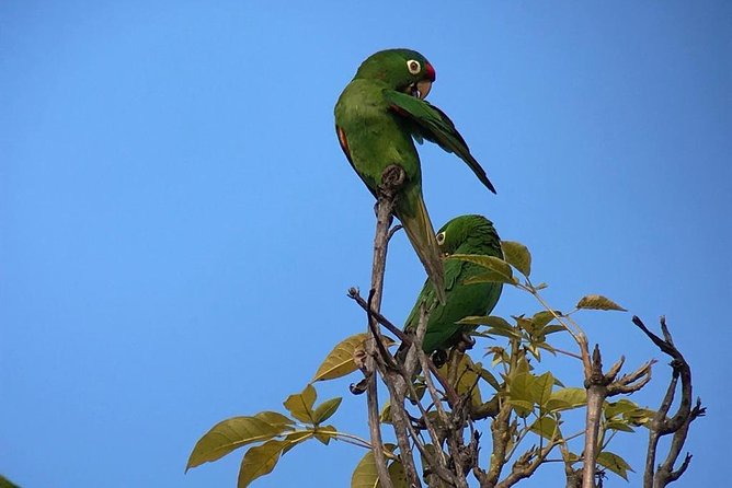 Birdwatching Manuel Antonio/ El Rey. (Marshes,Rice Fields,Canals) Group Tour - Participation Guidelines