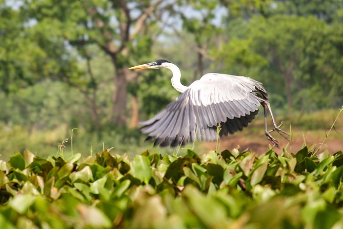Birdwatching Tour Cajas Park and Tamarindo Tropical Forest Area From Cuenca - Knowledgeable Birdwatcher Guide