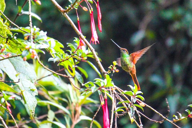 Birdwatching Tour in Giron and Yunguilla Jocotoco Reserve From Cuenca - Guest Reviews and Ratings