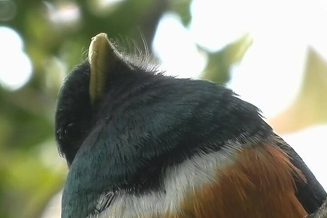 Birdwatching Tour in Tapantí National Park - Traveler Reviews and Ratings