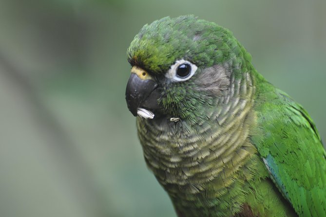 Birdwatching Tour to Tijuca National Park With Pica-Pau Tours - Additional Information and Booking