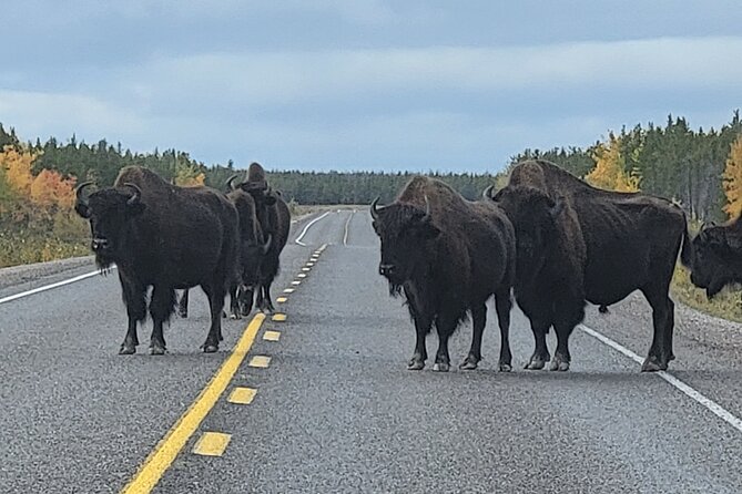 Bison Highway Road Tour - Participant Information
