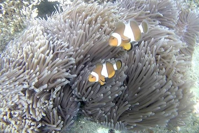 Blue Lagoon & Tanjung Jepun Snorkeling Private Tour - Pickup Information