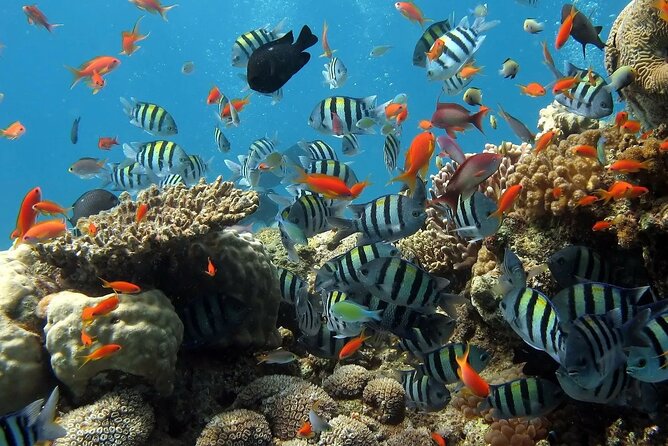 Boat Dive and Snorkeling Experience in Aqaba - Sustainability Commitment