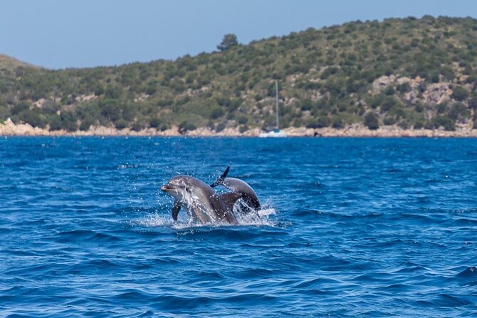 Boat Dolphins Safari and Snorkeling - Meeting Point and Pickup