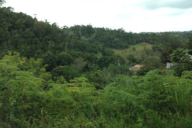 Bob Marley Birthplace, Nine Miles Tour From Ocho Rios - Reviews and Feedback