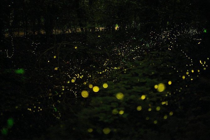 Bohol Firefly Watching (Private) - Pickup and Transportation Details