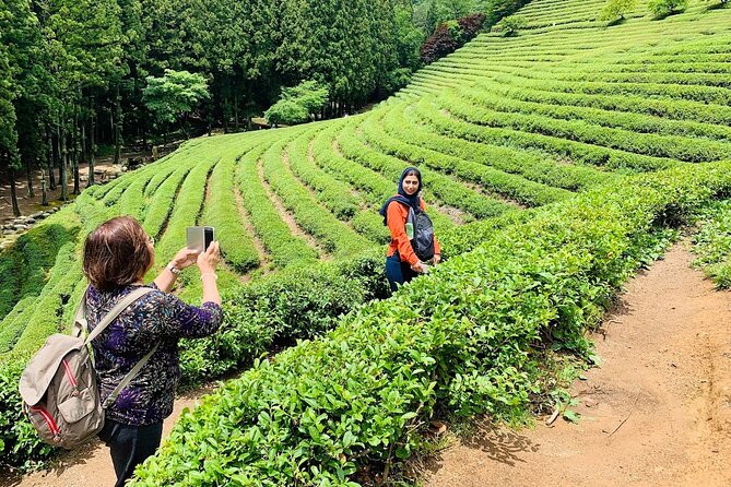 Boseong Tour : Green Tea Plantation, Mountain & Lake Trail - Scenic Trails and Nature