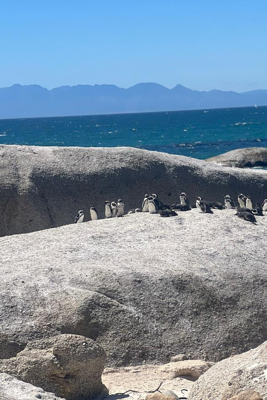 Boulders Beach Penguins and Wine Tasting Full-Day Tour - Main Attraction: Boulders Beach Penguins