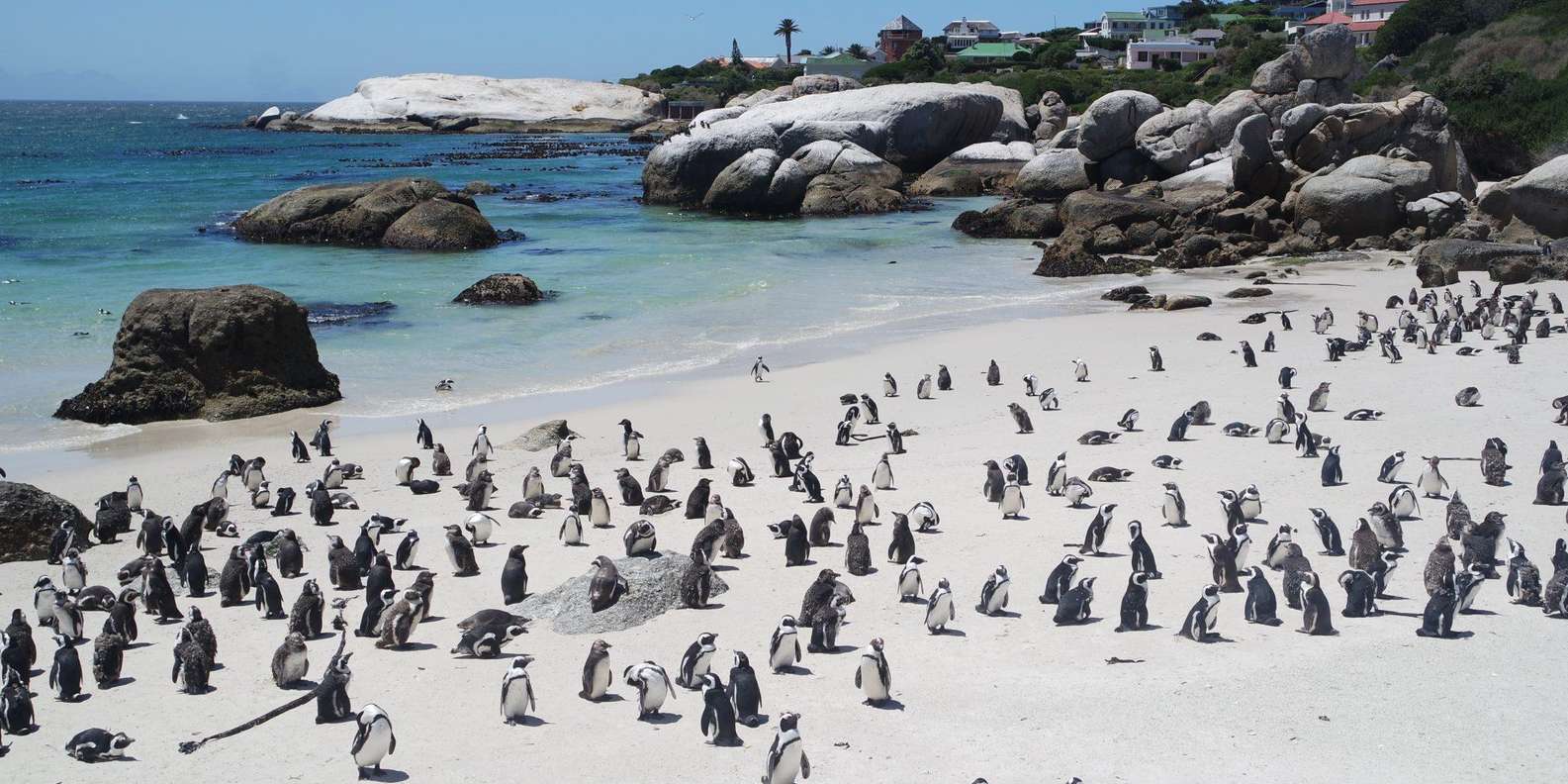 Boulders Beach Penguins and Wine Tasting Full-Day Tour - Exploring the Wine Estates