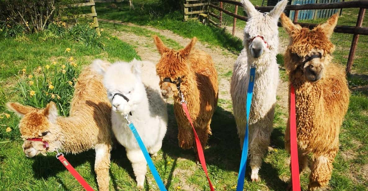 Brackenfield: Alpaca Trek - Highlights of the Alpaca Trek