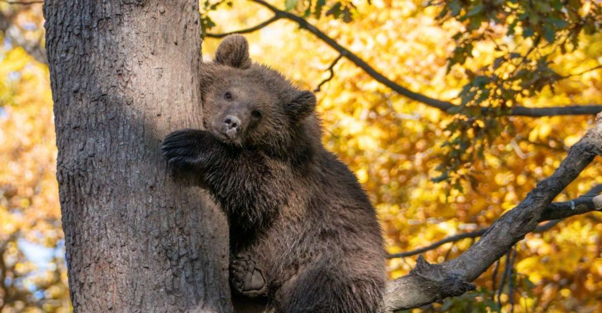 Brașov: Bear Sanctuary, Dracula Castle, and Râșnov Fortress - Bran Castle Highlights