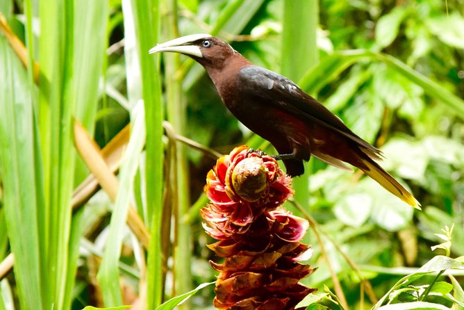 Braulio Carrillo Bird Watching Full Day Pass - Bird Species and Wildlife