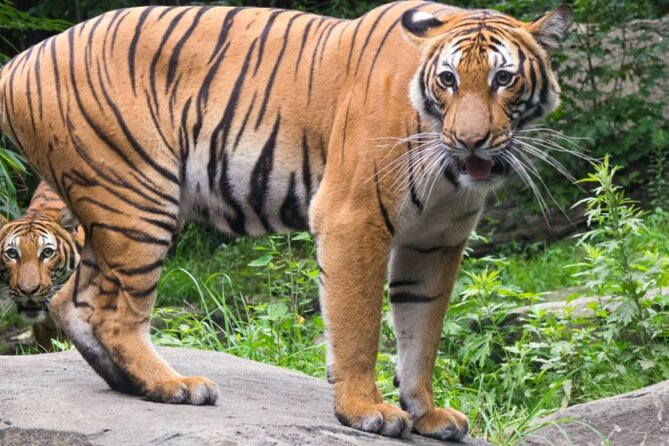 Bronx Zoo Admission Ticket - Animal Exhibits and Trails