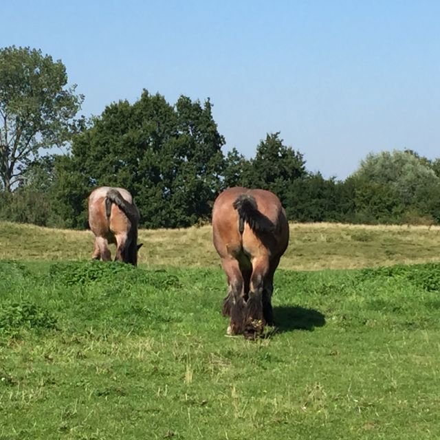 Bruges: Flatlands Guided Bike Tour - Duration and Distance