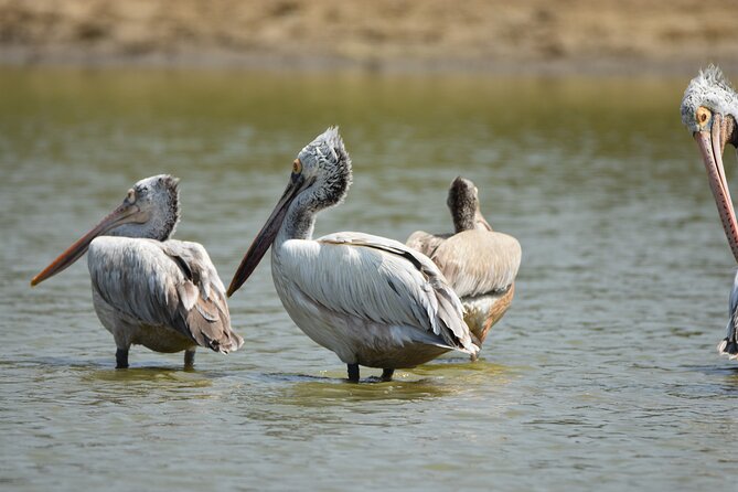 Bundala Birding Paradise - All Inclusive Tour - Inclusions and Pricing Details