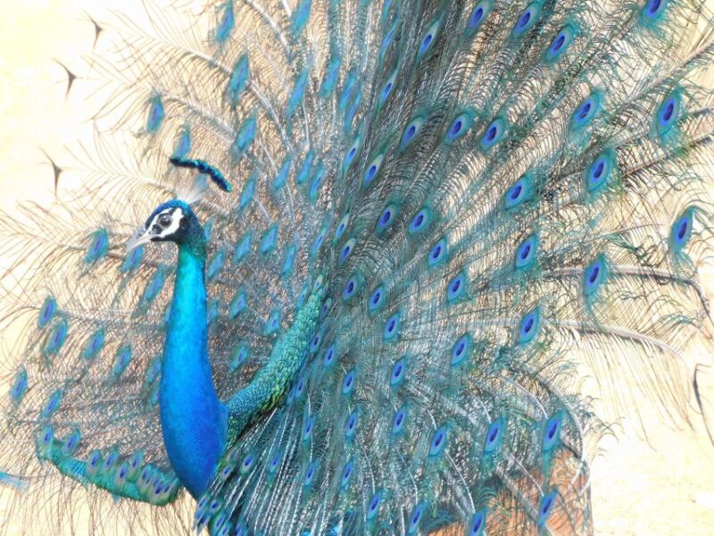 Bundala Half Day Safari PRIVATE Tours (Morning & Afternoon) - Bundala National Park Significance