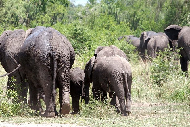 Bwindi Impenetrable Kenya Tanzania Gorilla Safari 14 Days 13 Nights - Cultural Immersion
