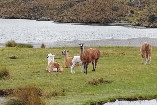 Cajas NP Hiking & Thermal Baths From Cuenca - Thermal Baths Experience