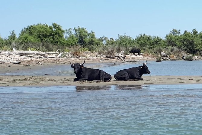 Camargue 4x4 Safari 2h + Picnic + Kayak - Meeting Details