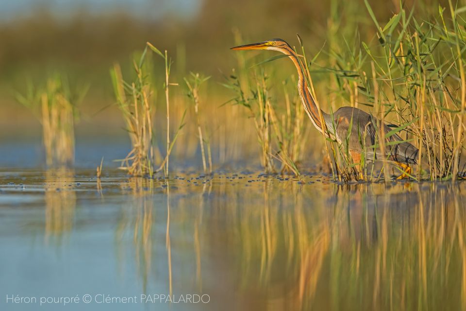 Camargue: Discovery of Nature at the Vigueirat Marshes - Exploring the Marshes