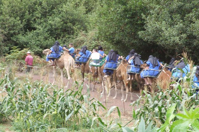 Camel Riding Tour at El Tanque, Tenerife - Optional Hotel Pickup and Tapas Tasting