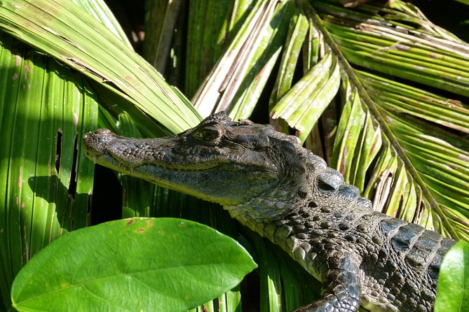 Canoe Tour in Tortuguero National Park - What to Expect