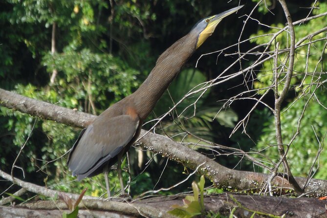 Canoe & Wildlife Spotting on Small Canals of Tortuguero Park - Whats Included