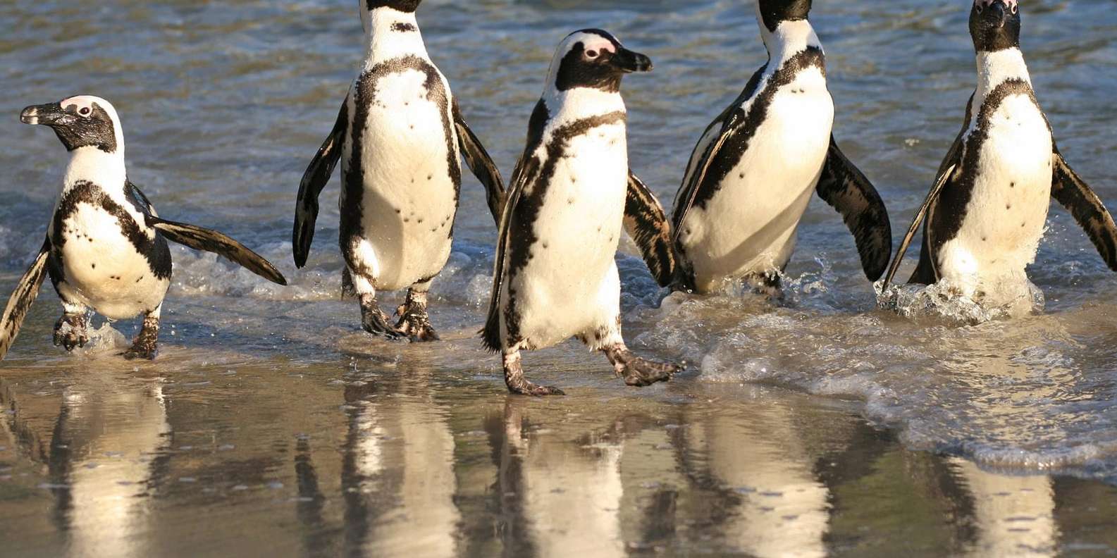 Cape of Good Hope, Chapmans Peak Drive, Penguins , Seals - Navigating the Entrance Fees