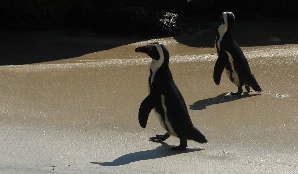 Cape Peninsula & Cape of Good Hope. Private Tour. - Guided Experience