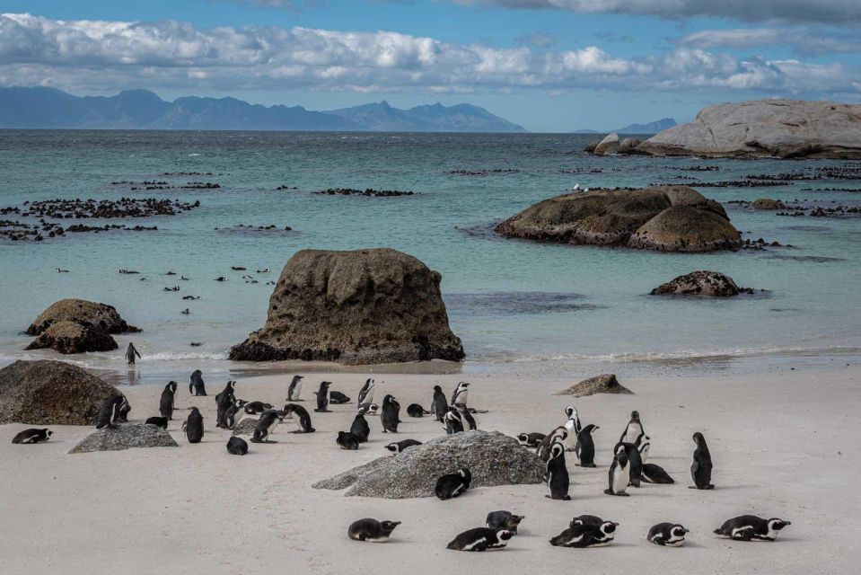 Cape Peninsula & Penguins Private Day Tour. - Highlights of the Tour