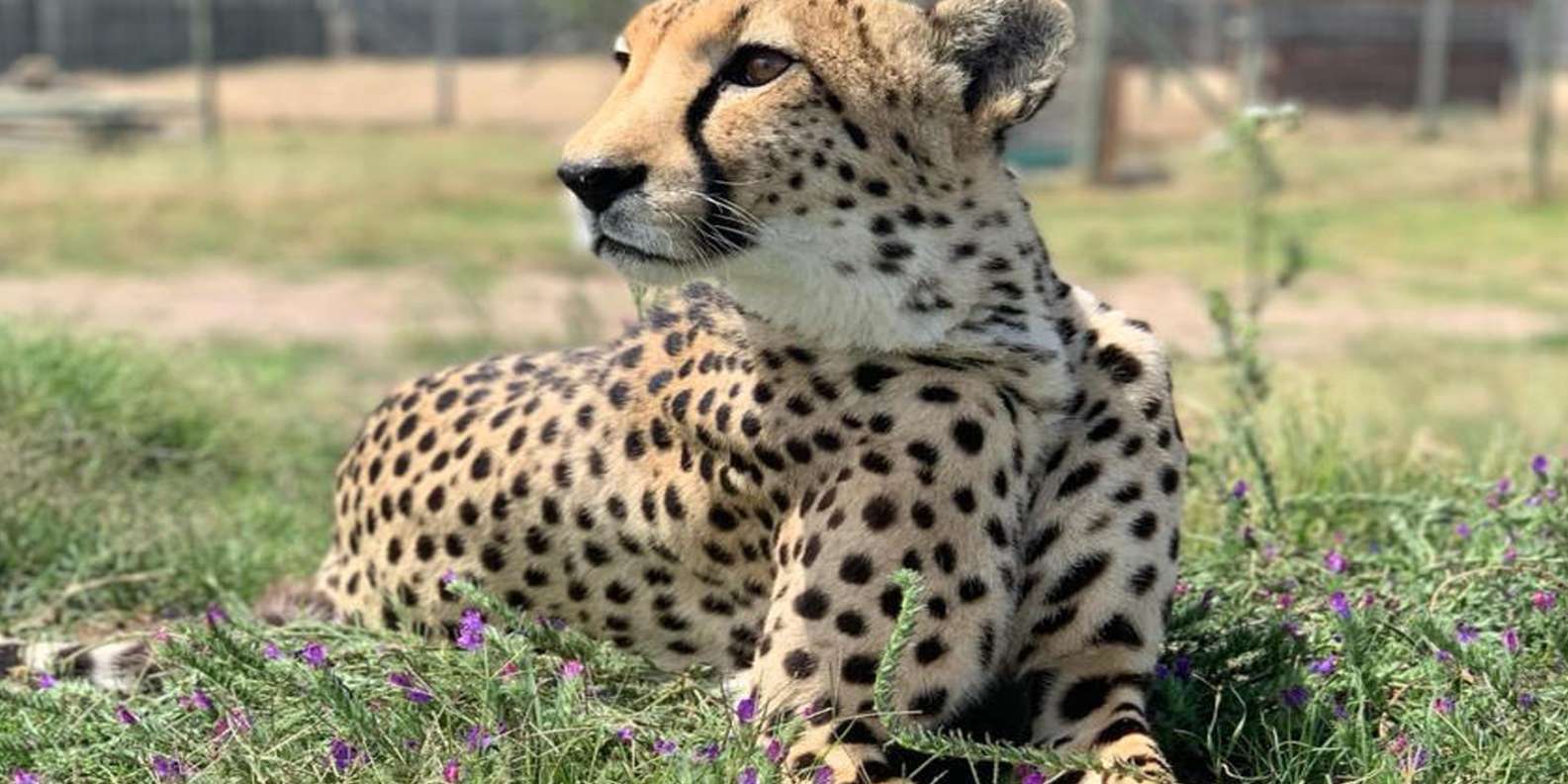 Cape Town Full-Day Cheetah Outreach & Winelands Private Tour - Stellenbosch Wine Tasting