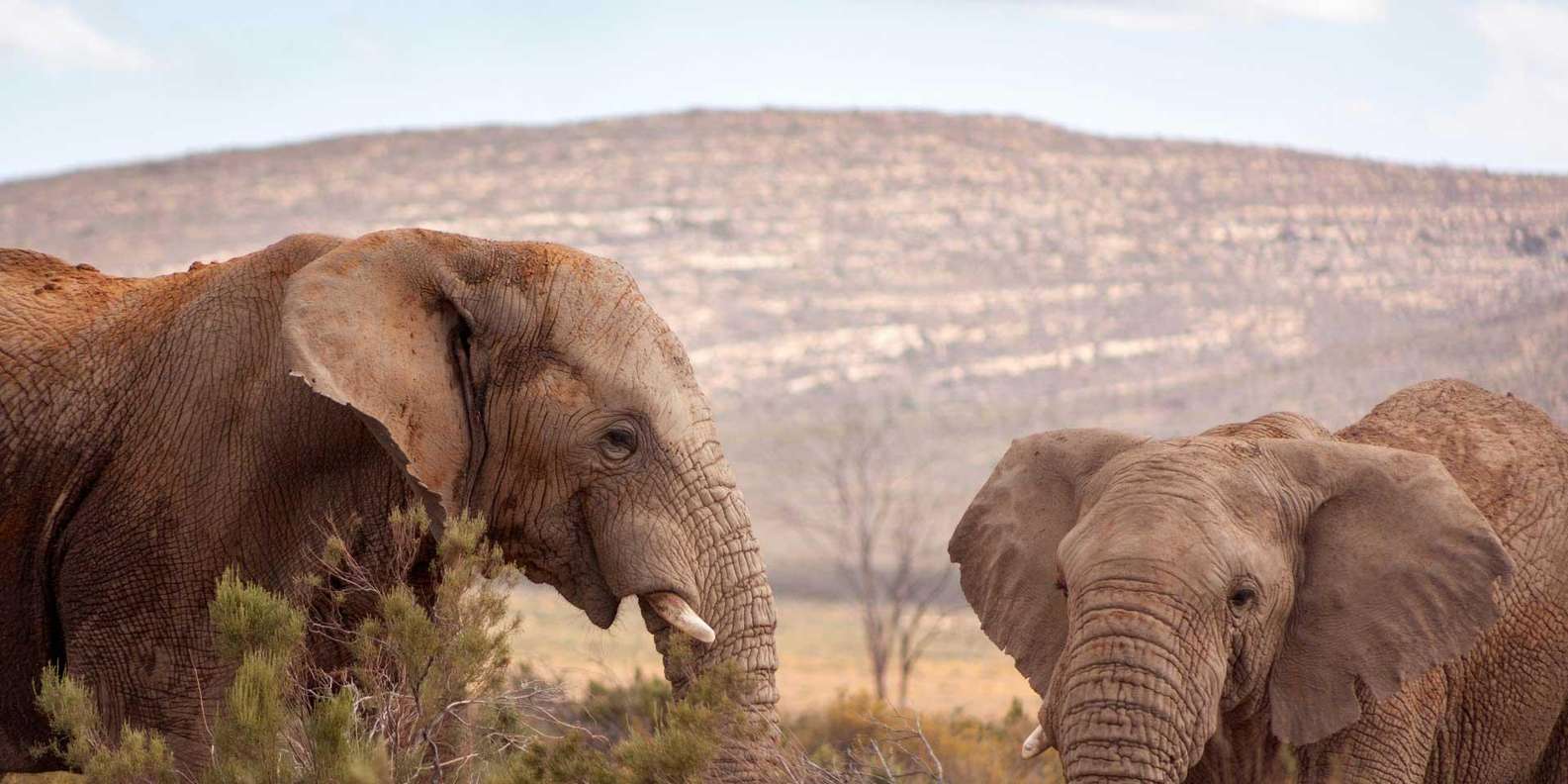 Cape Town: Private Aquila Reserve Safari With Winery Lunch - Wildlife Viewing Opportunities