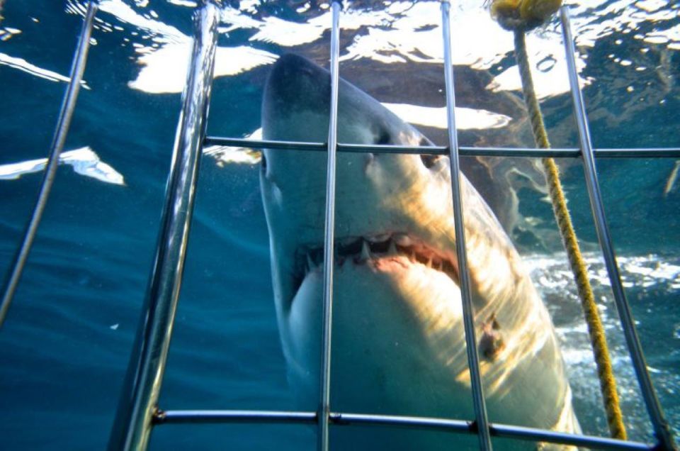 Cape Town: Round-Trip Transfer to Gansbaai Shark Diving - Journey Details and Itinerary