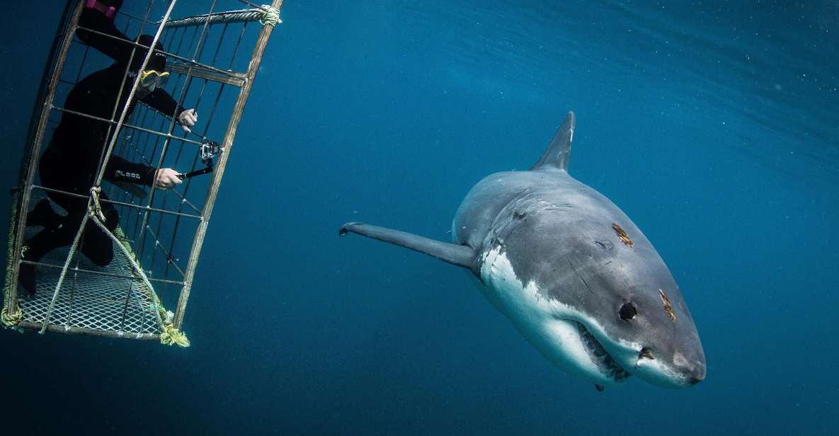 Cape Town: Shark Cage Diving With Food and Drinks - Cage Diving Safety Measures