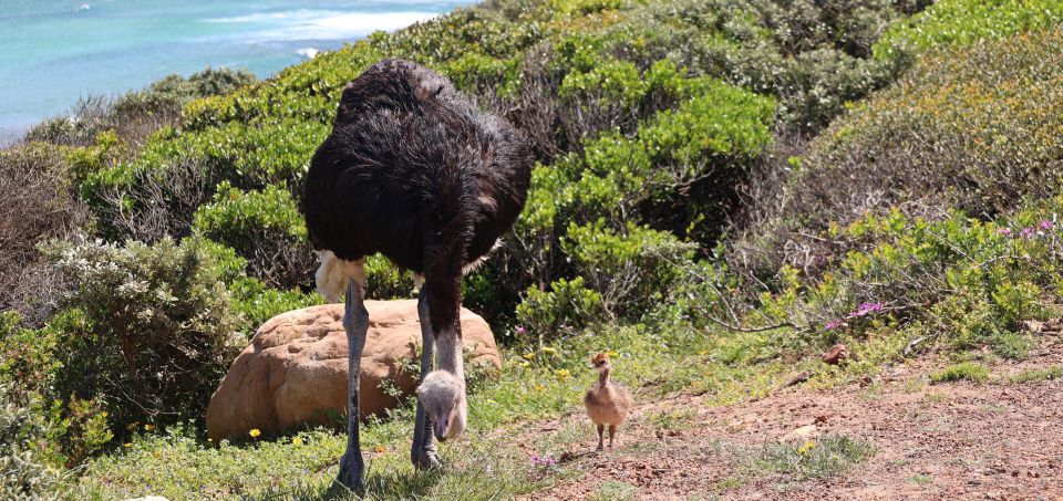 Cape Town: Table Mountain, Penguins & Cape Point Group Tour - Scenic Drive Through Chapmans Peak