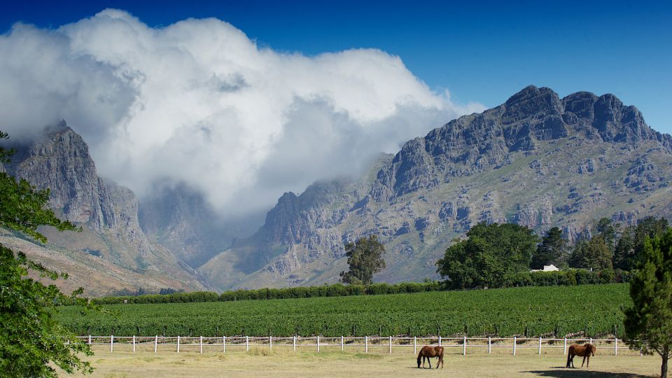 Cape Town Wine Tour (Paarl, Stellenbosch & Franschhoek) - Winery Experiences