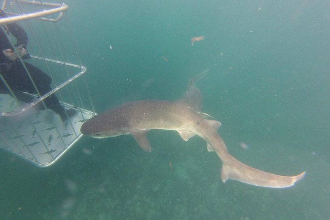 CapeTown: African Shark Eco-Charters Shark Cage Diving Experience - Booking and Cancellation Policies