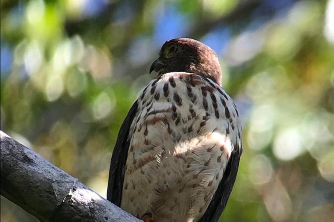 Carara National Park Birdwatching Group Guided Tour Experience. - Tour Highlights
