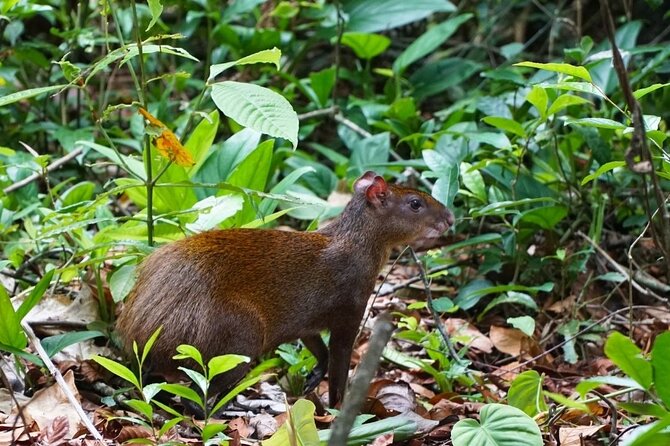 Carara National Park - Observation Spots