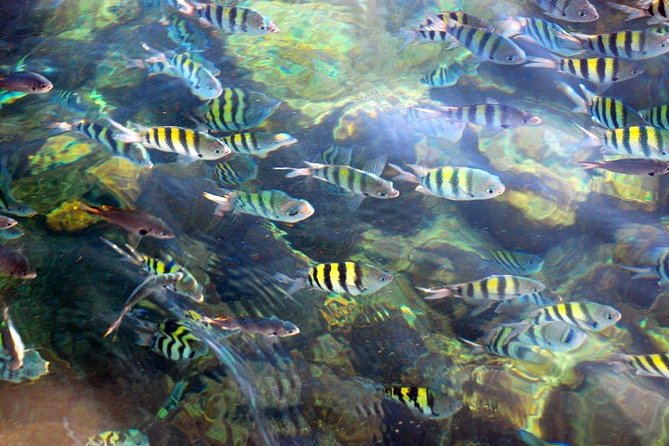 Catalina Island & Snorkeling Tour - Reviews Summary
