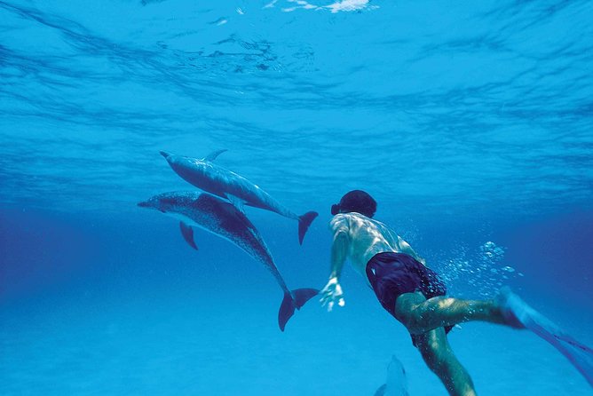 Catamaran Cruise to Ile Aux Bénitiers: Dolphin Watch, Crystal Rock & Transfer - Customer Experiences and Feedback
