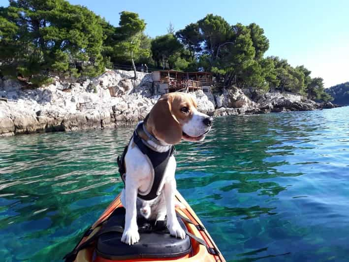 Cavtat: Guided Sea Kayaking Tour - Experience Highlights