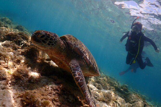 Cebu: Scuba Diving Experience Beach Entry in Mactan - Transportation and Pickup Details