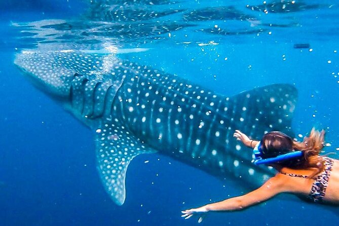Cebu: Whale Shark Encounter, Moalboal Turtles & Monkey Sanctuary - Detailed Itinerary