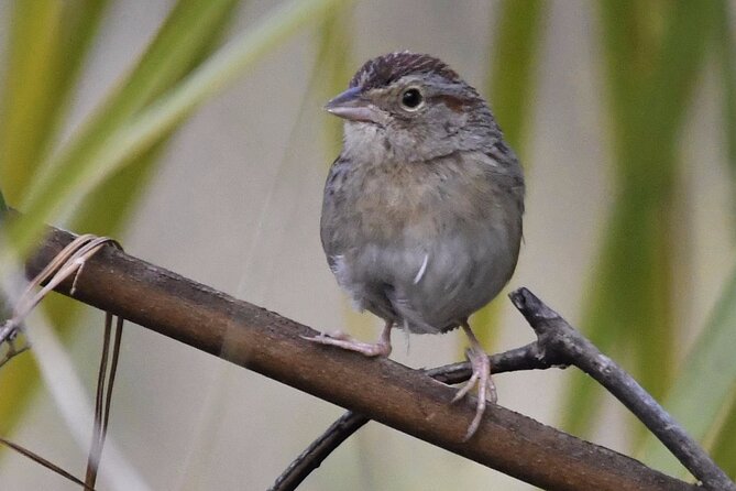 Central Florida Half-Day Private Birding Activity - 2 Person Max - Whats Included in the Tour