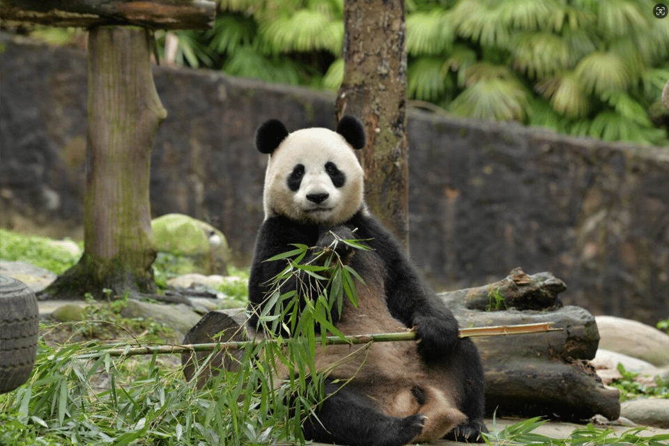 Chengdu Panda and Doujiangyan Irrigation System Private Tour - Doujiangyan Irrigation System