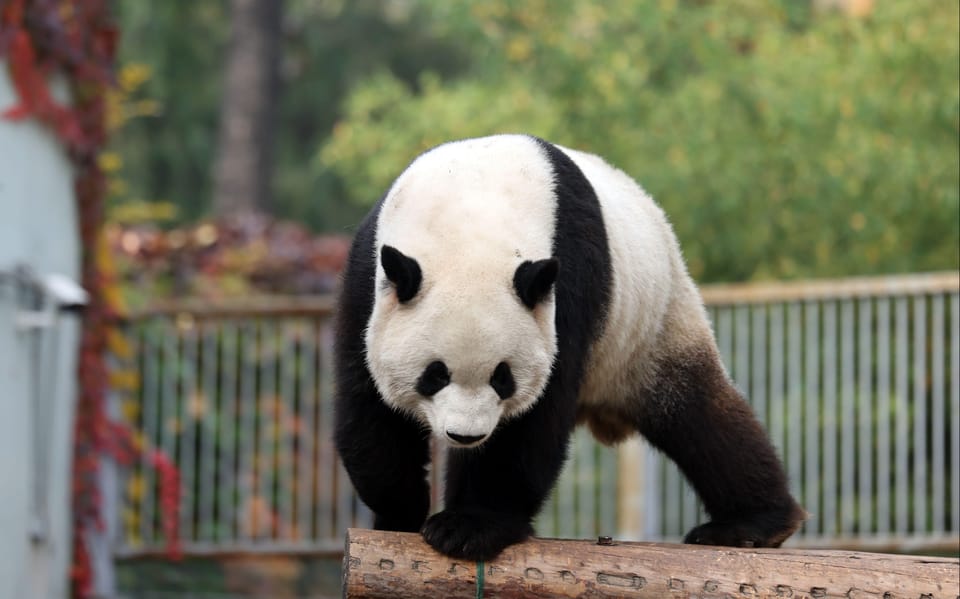 Chengdu: Panda Base Half Day Group Tour - Highlights of the Tour