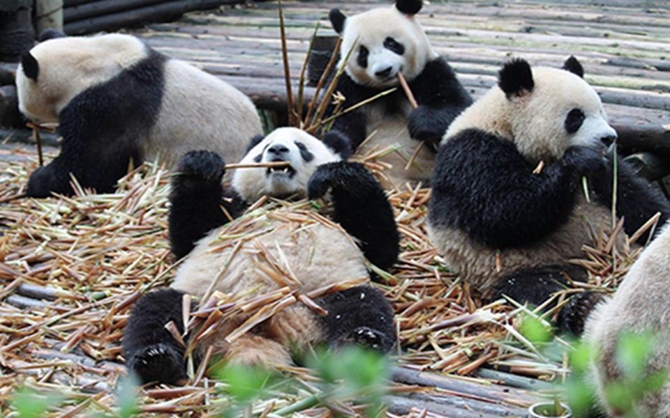 Chengdu Panda Base Half Day Tour - Tour Highlights