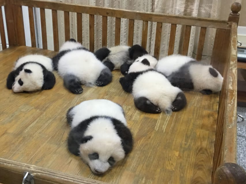 Chengdu: Private Panda Tour at Panda Breeding Base - Panda Experience